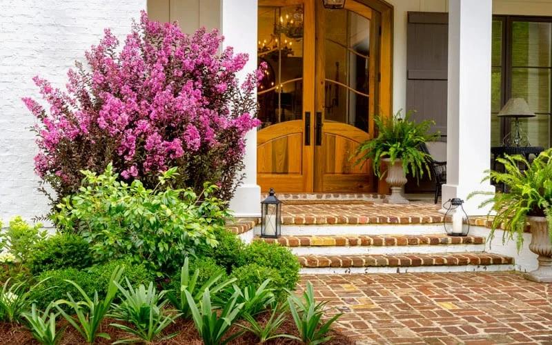 Delta Fusion Crape Myrtle - 2 Gallon Pot 6 Delta Fusion Crape Myrtle - 2 Gallon Pot - Image 4