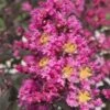 Delta Fusion Crape Myrtle - 2 Gallon Pot 2 Delta Fusion Crape Myrtle - 2 Gallon Pot -Outlet Drip Mingle Store Crape Myrtle Delta Fusion 7