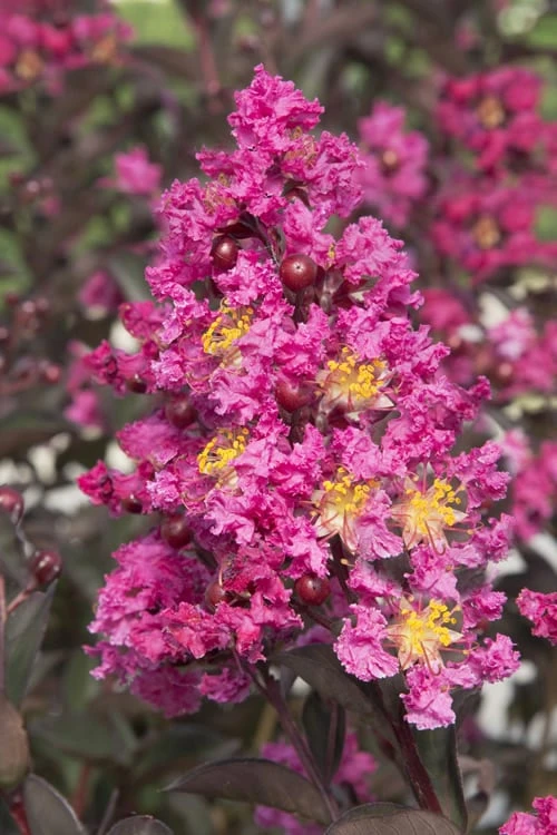 Delta Fusion Crape Myrtle - 2 Gallon Pot 3 Delta Fusion Crape Myrtle - 2 Gallon Pot