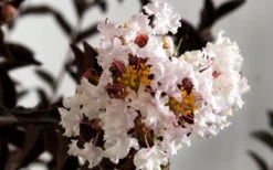 Delta Moonlight Crape Myrtle - 2 Gallon Pot 9 Delta Moonlight Crape Myrtle - 2 Gallon Pot -Outlet Drip Mingle Store Crape Myrtle Delta Moonlight