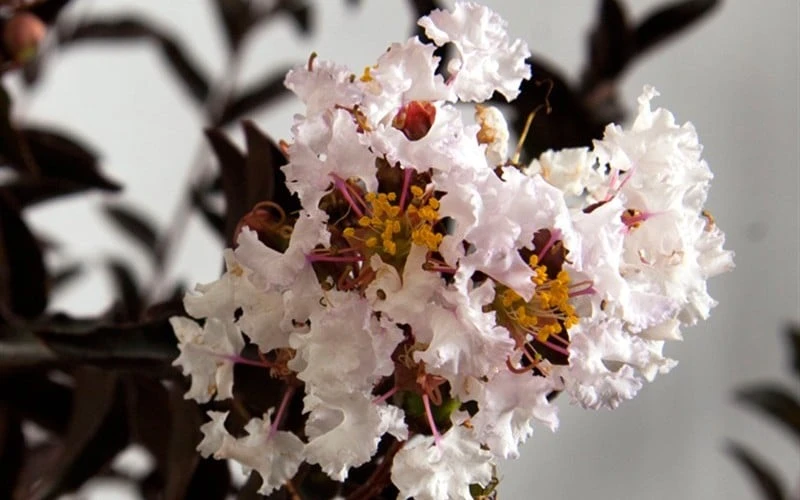 Delta Moonlight Crape Myrtle - 2 Gallon Pot 6 Delta Moonlight Crape Myrtle - 2 Gallon Pot - Image 4