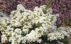 Diamond Dazzle Dwarf Crape Myrtle - 2 Gallon Pot -Outlet Drip Mingle Store Crape Myrtle Diamond Dazzle 1