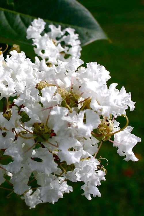 Diamond Dazzle Dwarf Crape Myrtle - 1 Gallon Pot 3 Diamond Dazzle Dwarf Crape Myrtle - 1 Gallon Pot