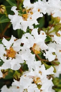 Diamond Dazzle Dwarf Crape Myrtle - 3 Gallon Pot -Outlet Drip Mingle Store Crape Myrtle Diamond Dazzle BS 2