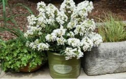 Diamond Dazzle Dwarf Crape Myrtle - 2 Gallon Pot -Outlet Drip Mingle Store Crape Myrtle Diamond Dazzle In Pot 1