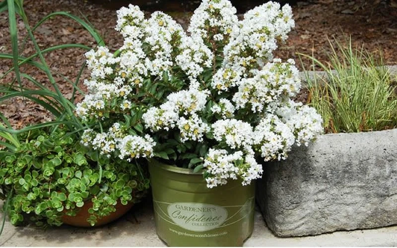 Diamond Dazzle Dwarf Crape Myrtle - 1 Gallon Pot 7 Diamond Dazzle Dwarf Crape Myrtle - 1 Gallon Pot - Image 5