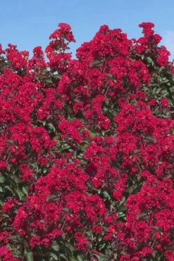 Double Dynamite Crape Myrtle Tree (Single Trunk Tree) - 7 Gallon Pot (5-6') -Outlet Drip Mingle Store Crape Myrtle Double Dynamite 26 1