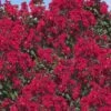 Double Dynamite Crape Myrtle - 2 Gallon Pot