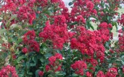 Double Feature Red Crape Myrtle - 3 Gallon Pot -Outlet Drip Mingle Store Crape Myrtle Double Feature 50