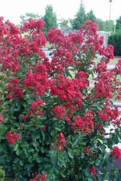 Double Feature Red Crape Myrtle - 3 Gallon Pot -Outlet Drip Mingle Store Crape Myrtle Double Feature Rev 500x750 1