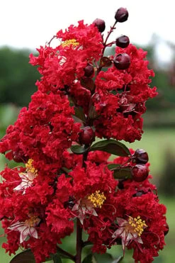 Dynamite Red Crape Myrtle - 7 Gallon Pot (5-6') -Outlet Drip Mingle Store Crape Myrtle Dynamite Rev 2 500x750 2