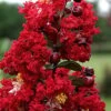 Dynamite Red Crape Myrtle - 6 Pack Of 1 Gallon Pots -Outlet Drip Mingle Store Crape Myrtle Dynamite Rev 2 500x750 6