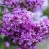 Early Bird Purple Crape Myrtle - 2 Gallon Pot -Outlet Drip Mingle Store Crape Myrtle Early Bird BS