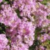 Early Bird Lavender Crape Myrtle - 3 Gallon Pot -Outlet Drip Mingle Store Crape Myrtle Early Bird Lavender 27