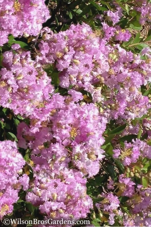 Early Bird Lavender Crape Myrtle - 3 Gallon Pot 3 Early Bird Lavender Crape Myrtle - 3 Gallon Pot