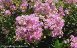 Early Bird Lavender Crape Myrtle - 3 Gallon Pot 13 Early Bird Lavender Crape Myrtle - 3 Gallon Pot -Outlet Drip Mingle Store Crape Myrtle Early Bird Lavender 6