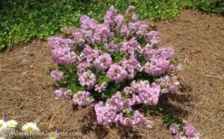 Early Bird Lavender Crape Myrtle - 3 Gallon Pot 12 Early Bird Lavender Crape Myrtle - 3 Gallon Pot -Outlet Drip Mingle Store Crape Myrtle Early Bird Lavender 7