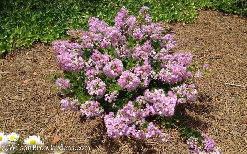 Early Bird Lavender Crape Myrtle - 3 Gallon Pot 7 Early Bird Lavender Crape Myrtle - 3 Gallon Pot - Image 5