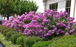 Early Bird Purple Crape Myrtle - 2 Gallon Pot 10 Early Bird Purple Crape Myrtle - 2 Gallon Pot -Outlet Drip Mingle Store Crape Myrtle Early Bird Purple 2