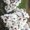 Ebony & Ivory Crape Myrtle - 3 Gallon Pot