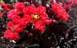 Ebony Flame Crape Myrtle - 7 Gallon Pot (4-5') -Outlet Drip Mingle Store Crape Myrtle Ebony Flame 2