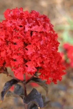 Ebony Flame Crape Myrtle - 3 Gallon Pot