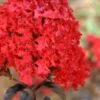Ebony Flame Crape Myrtle - 2 Gallon Pot -Outlet Drip Mingle Store Crape Myrtle Ebony Flame 21