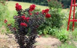 Ebony Flame Crape Myrtle - 7 Gallon Pot (4-5') -Outlet Drip Mingle Store Crape Myrtle Ebony Flame Tree 2