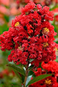 Enduring Summer Red Crape Myrtle Tree (Single Trunk) - 7 Gallon Pot -Outlet Drip Mingle Store Crape Myrtle Enduring Summer Redr BS 2