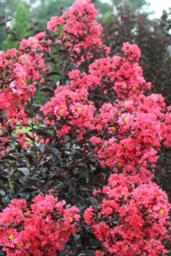 Midnight Magic Crape Myrtle (Multi Trunk) - 7 Gallon Pot -Outlet Drip Mingle Store Crape Myrtle Midnight Magic 1