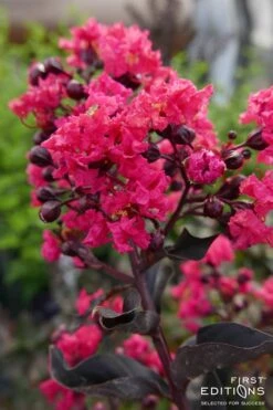 Midnight Magic Crape Myrtle (Multi Trunk) - 7 Gallon Pot -Outlet Drip Mingle Store Crape Myrtle Midnight Magic 2