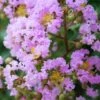 Muskogee Lavender Crape Myrtle - 5 Gallon Pot 2 Muskogee Lavender Crape Myrtle - 5 Gallon Pot -Outlet Drip Mingle Store Crape Myrtle Muskgogee BS 4