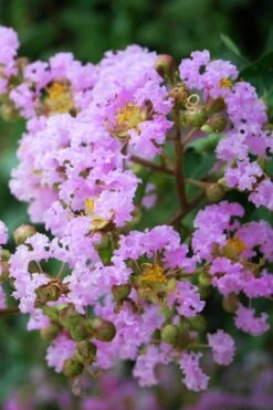 Muskogee Lavender Crape Myrtle - 6 Pack Of 1 Gallon Pots