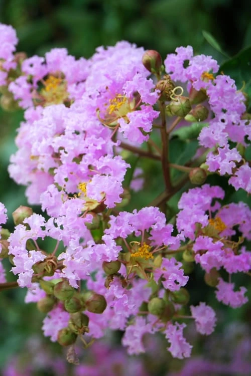 Muskogee Lavender Crape Myrtle - 3 Gallon Pot 3 Muskogee Lavender Crape Myrtle - 3 Gallon Pot