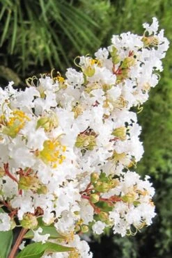 Natchez White Crape Myrtle (Multi Trunk) - 5 Gallon Pot -Outlet Drip Mingle Store Crape Myrtle Natchez 11 5