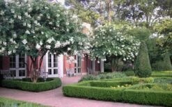 Natchez White Crape Myrtle - 6 Pack Of 1 Gallon Pots 15 Natchez White Crape Myrtle - 6 Pack Of 1 Gallon Pots -Outlet Drip Mingle Store Crape Myrtle Natchez 13 5