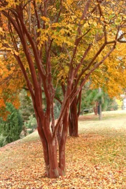 Natchez White Crape Myrtle (Multi Trunk) - 7 Gallon Pot (3-4') -Outlet Drip Mingle Store Crape Myrtle Natchez 17 3
