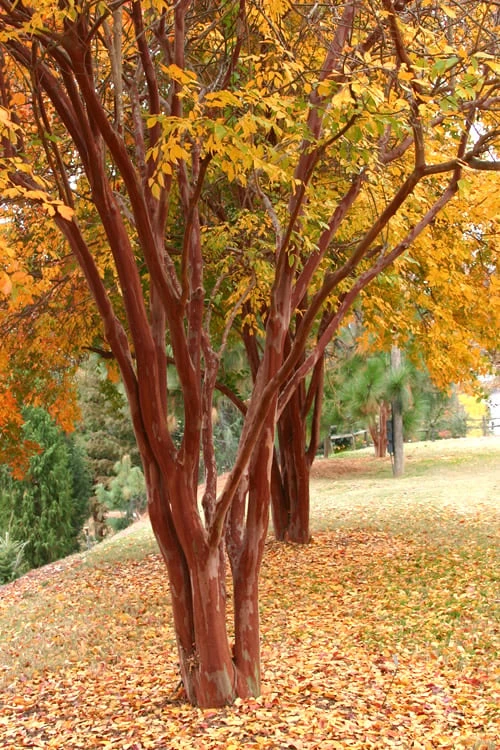 Natchez White Crape Myrtle - 6 Pack Of 1 Gallon Pots 6 Natchez White Crape Myrtle - 6 Pack Of 1 Gallon Pots - Image 4