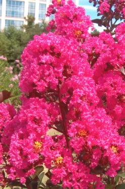 Pink Velour Crape Myrtle Tree - 5 Gallon Pot -Outlet Drip Mingle Store Crape Myrtle Pink Velour 12 1