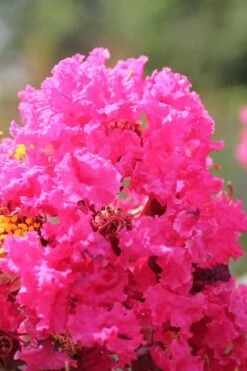 Pink Velour Crape Myrtle Tree - 3 Gallon Pot -Outlet Drip Mingle Store Crape Myrtle Pink Velour 14