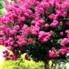 Pink Velour Crape Myrtle Tree - 3 Gallon Pot -Outlet Drip Mingle Store Crape Myrtle Pink Velour 17