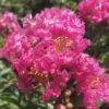 Pocomoke Dwarf Crape Myrtle - 6 Pack Of 1 Gallon Pots 1 Pocomoke Dwarf Crape Myrtle - 6 Pack Of 1 Gallon Pots -Outlet Drip Mingle Store Crape Myrtle Pocomoke 26 2