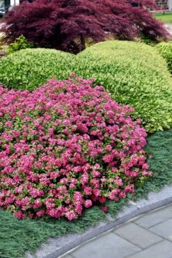 Pocomoke Dwarf Crape Myrtle - 6 Pack Of 1 Gallon Pots -Outlet Drip Mingle Store Crape Myrtle Pocomoke 27 2