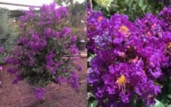 Purple Magic Crape Myrtle - 3 Gallon Pot -Outlet Drip Mingle Store Crape Myrtle Purple Magic 12 1