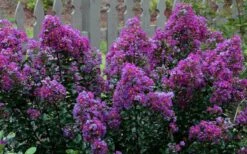 Purple Magic Crape Myrtle - 3 Gallon Pot -Outlet Drip Mingle Store Crape Myrtle Purple Magic 13 1