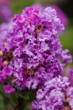 Purple Magic Crape Myrtle Tree (Single Trunk) - 7 Gallon Pot (6-7') -Outlet Drip Mingle Store Crape Myrtle Purple Magic 20 500x750 1