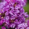 Purple Magic Crape Myrtle Tree (Multi Trunk) - 7 Gallon Pot -Outlet Drip Mingle Store Crape Myrtle Purple Magic 20 500x750 2