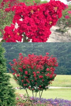 Red Rocket Crape Myrtle - 3 Gallon Pot 11 Red Rocket Crape Myrtle - 3 Gallon Pot -Outlet Drip Mingle Store Crape Myrtle Red Rocket 500x750 2