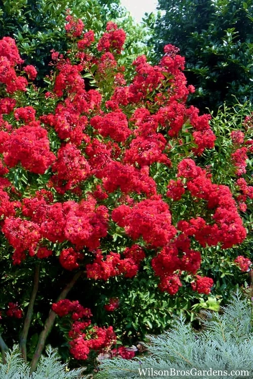 Red Rocket Crape Myrtle - 3 Gallon Pot 6 Red Rocket Crape Myrtle - 3 Gallon Pot - Image 4