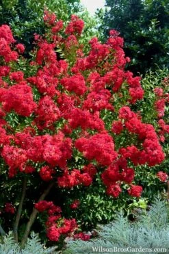 Red Rocket Crape Myrtle - 6 Pack Of 1 Gallon Pots -Outlet Drip Mingle Store Crape Myrtle Red Rocket 7